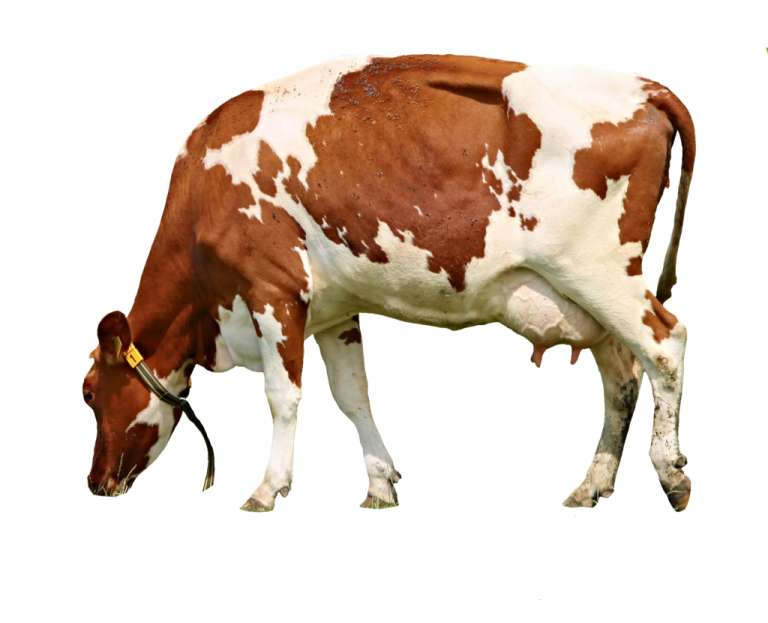 a brown and white cow