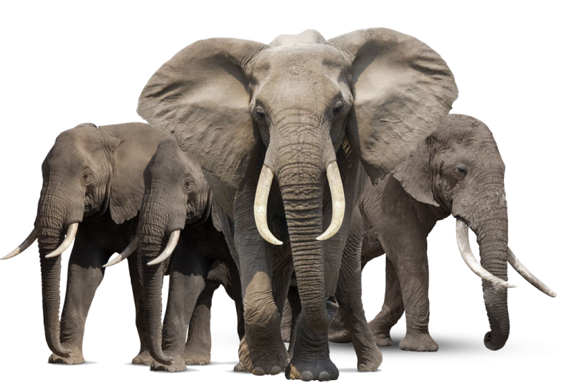 two elephants standing next to each other elephants