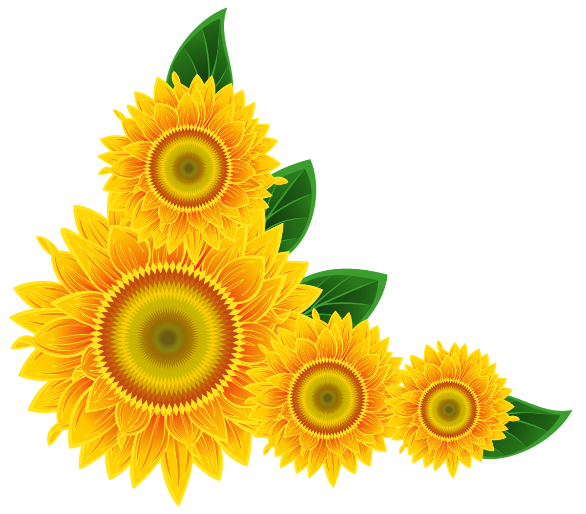 a bunch of sunflowers with green leaves