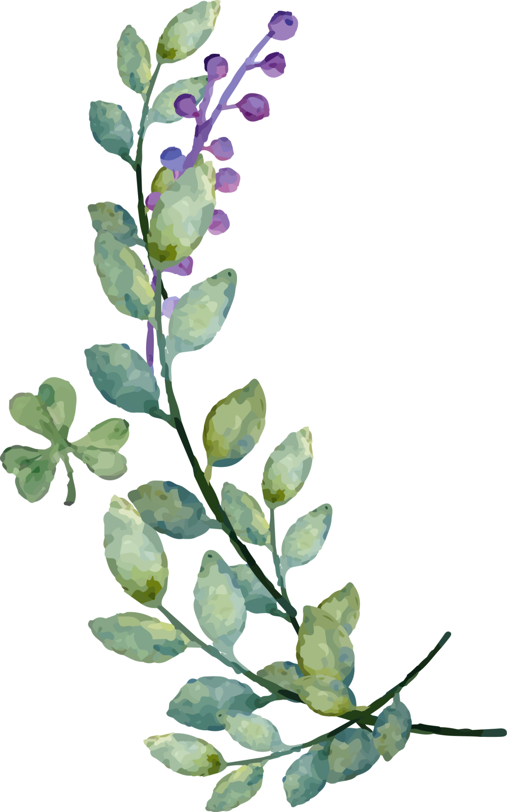 a branch with green leaves and purple flowers