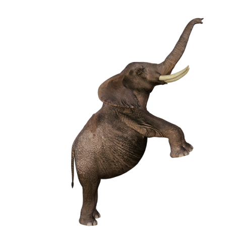 an elephant is jumping up in the air
