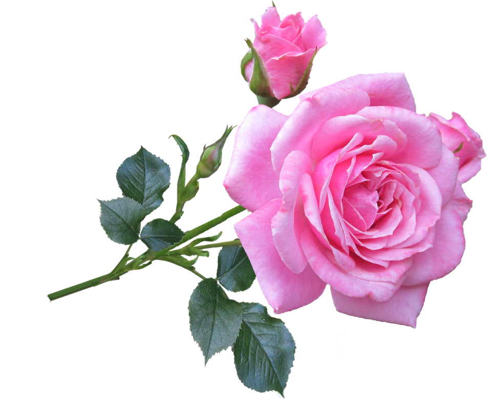 two pink roses on a white background