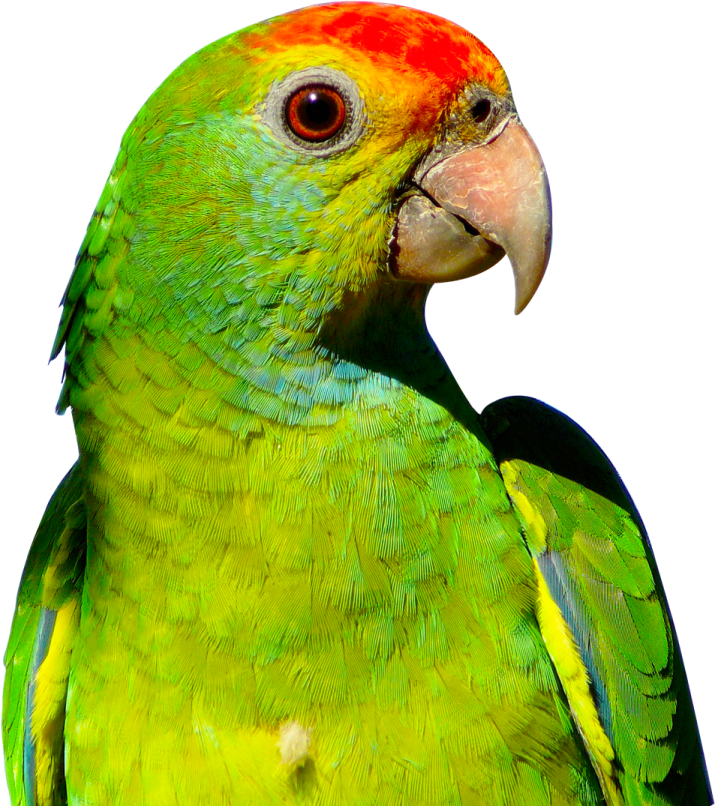 a close up of a green and red parrot