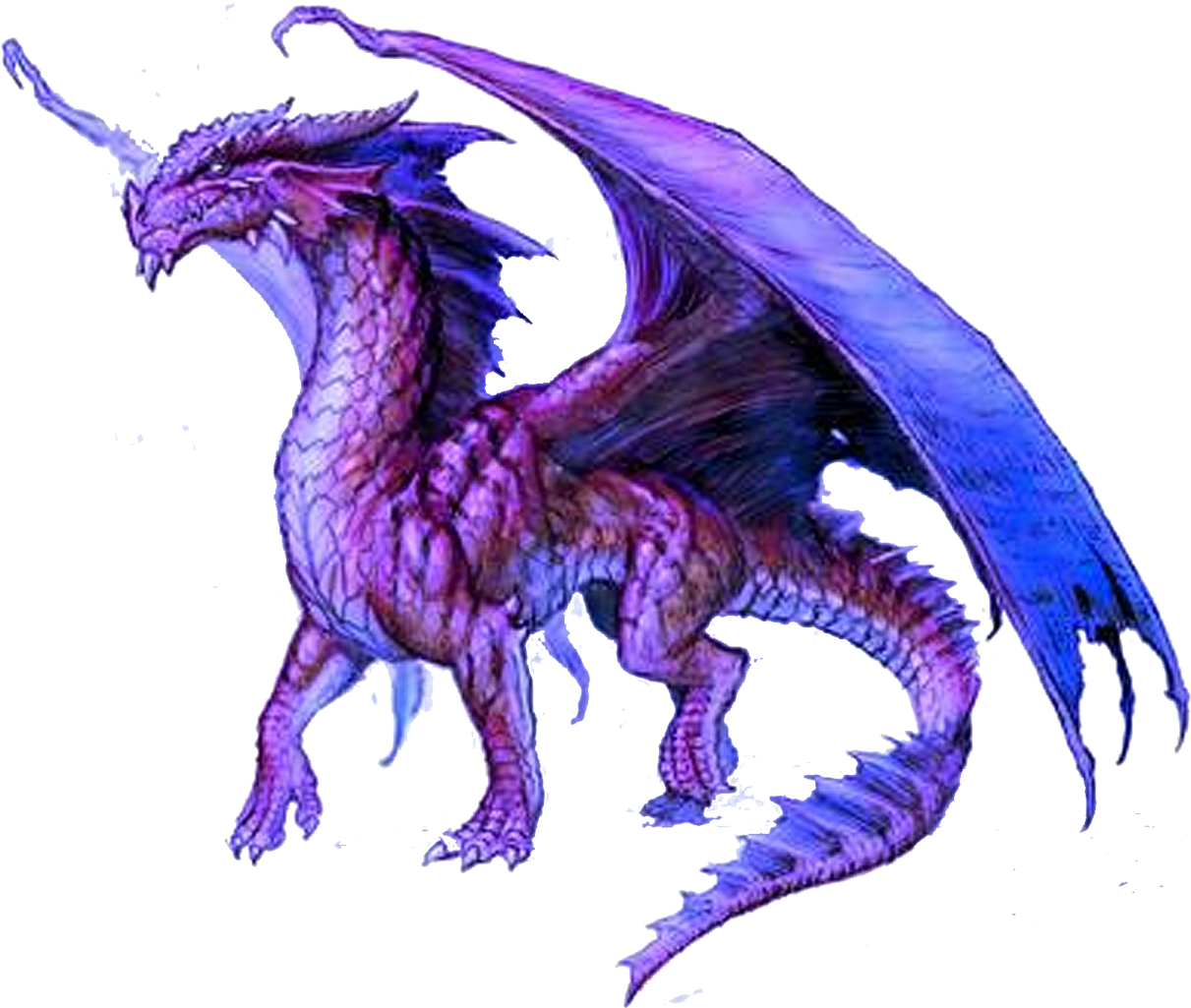 a drawing of a dragon on a white background