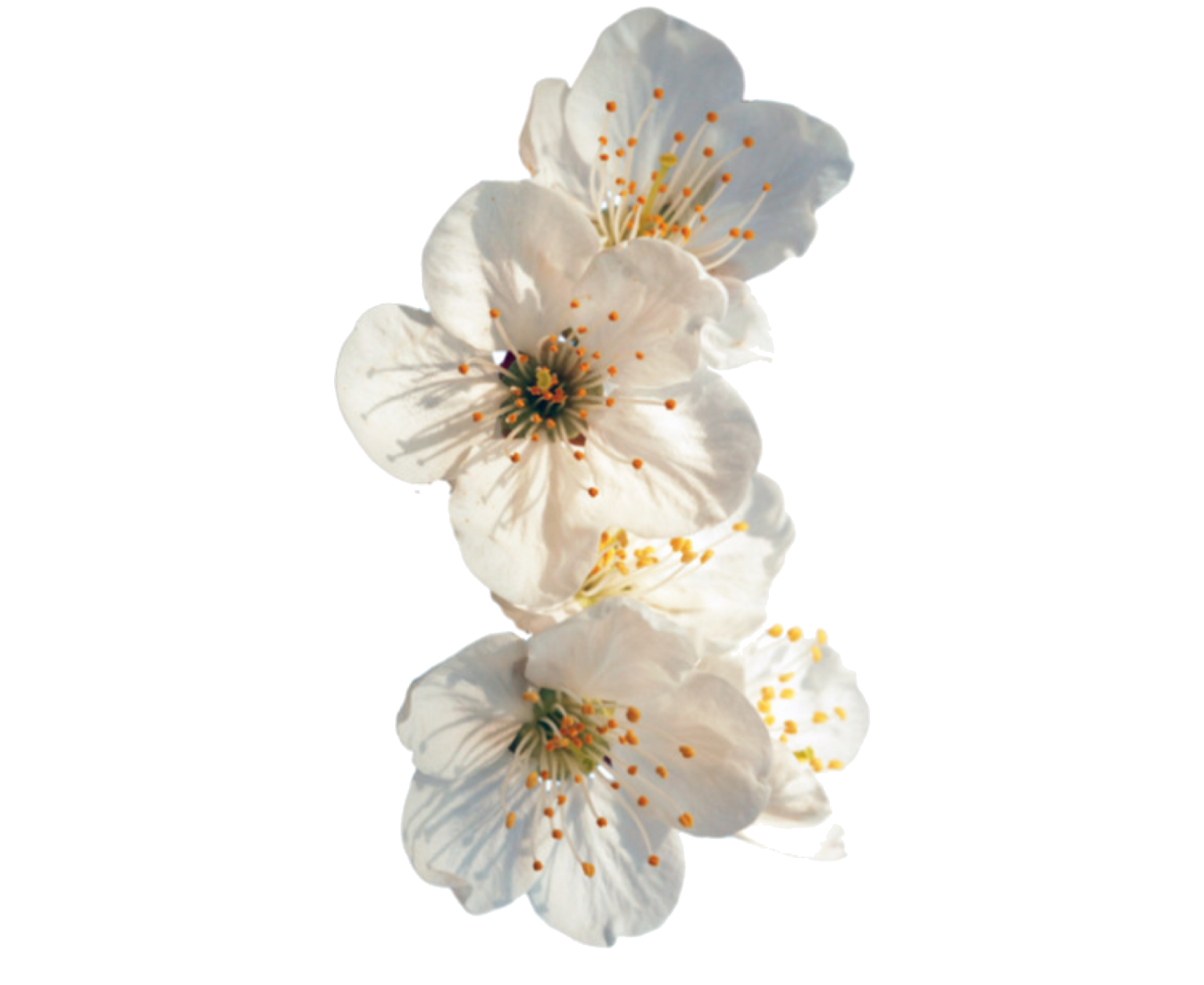 three white flowers on a white background
