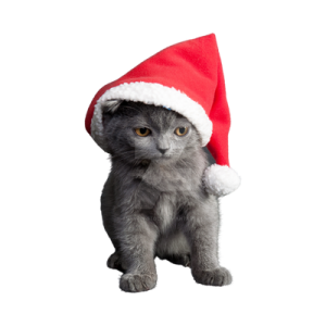 a gray kitten wearing a santa hat
