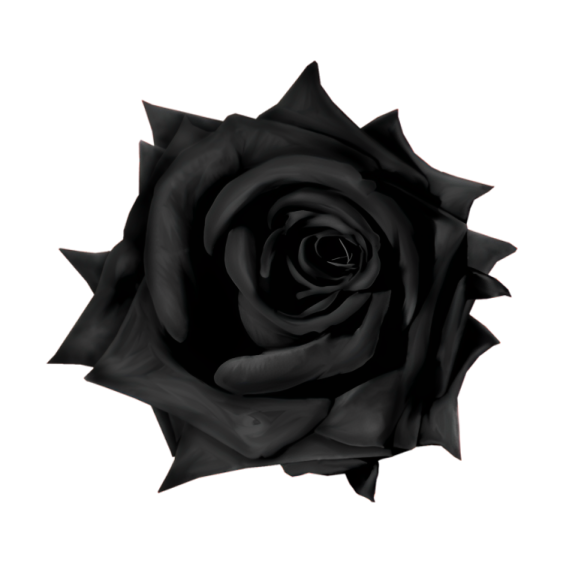 a black rose on a white background