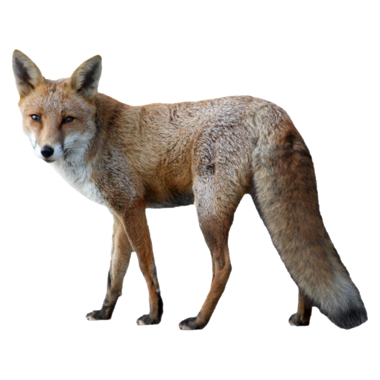a red fox standing in front of a white background