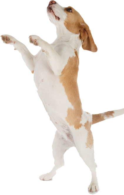 a brown and white dog standing on its hinds