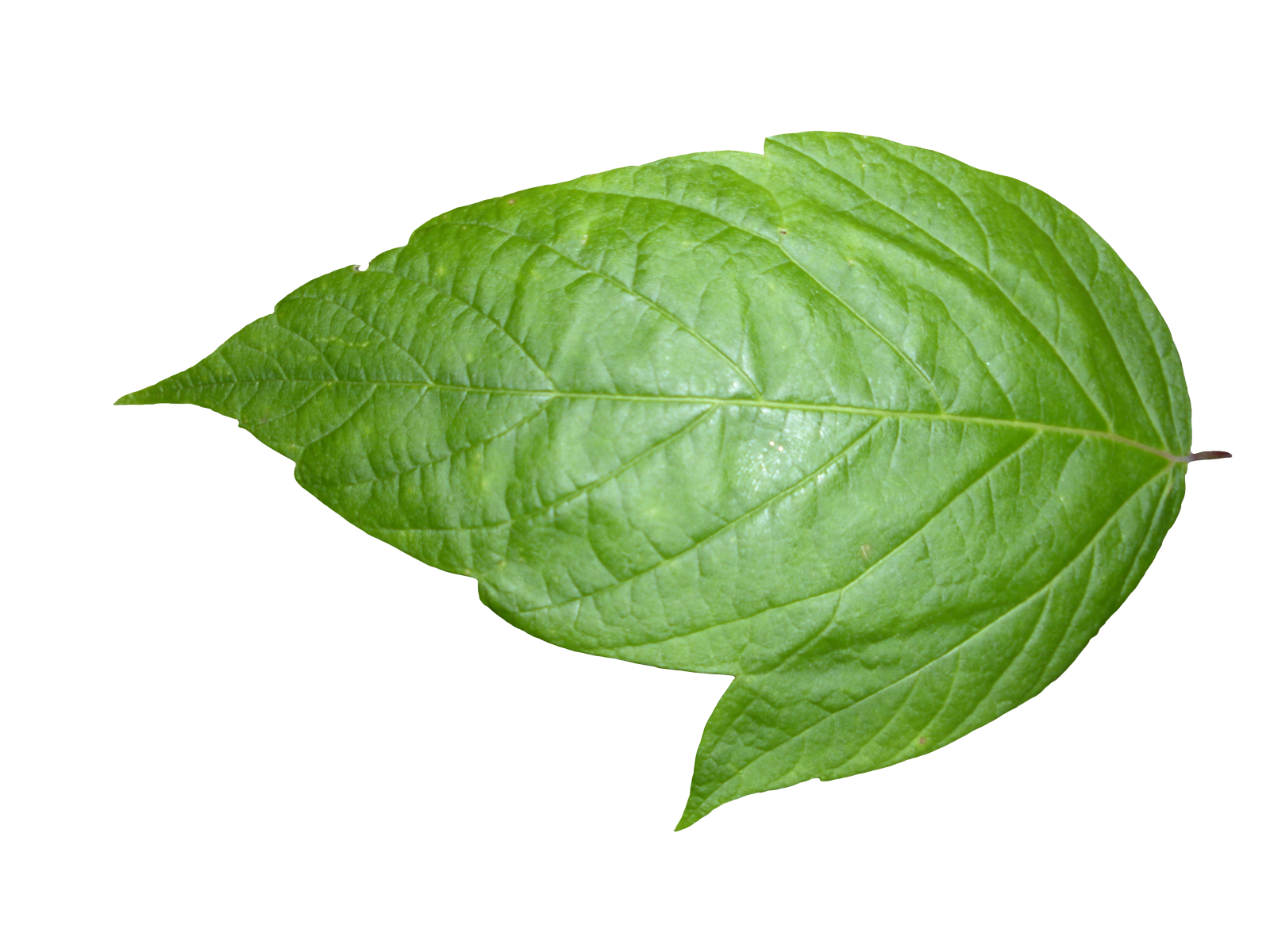 a green leaf on a white background