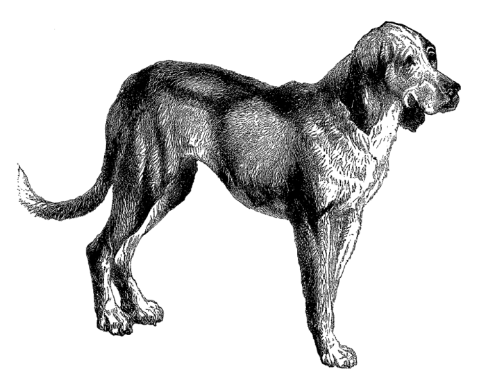 a black and white drawing of a dog