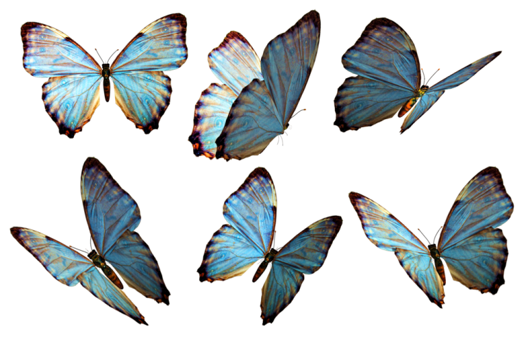 a group of blue butterflies