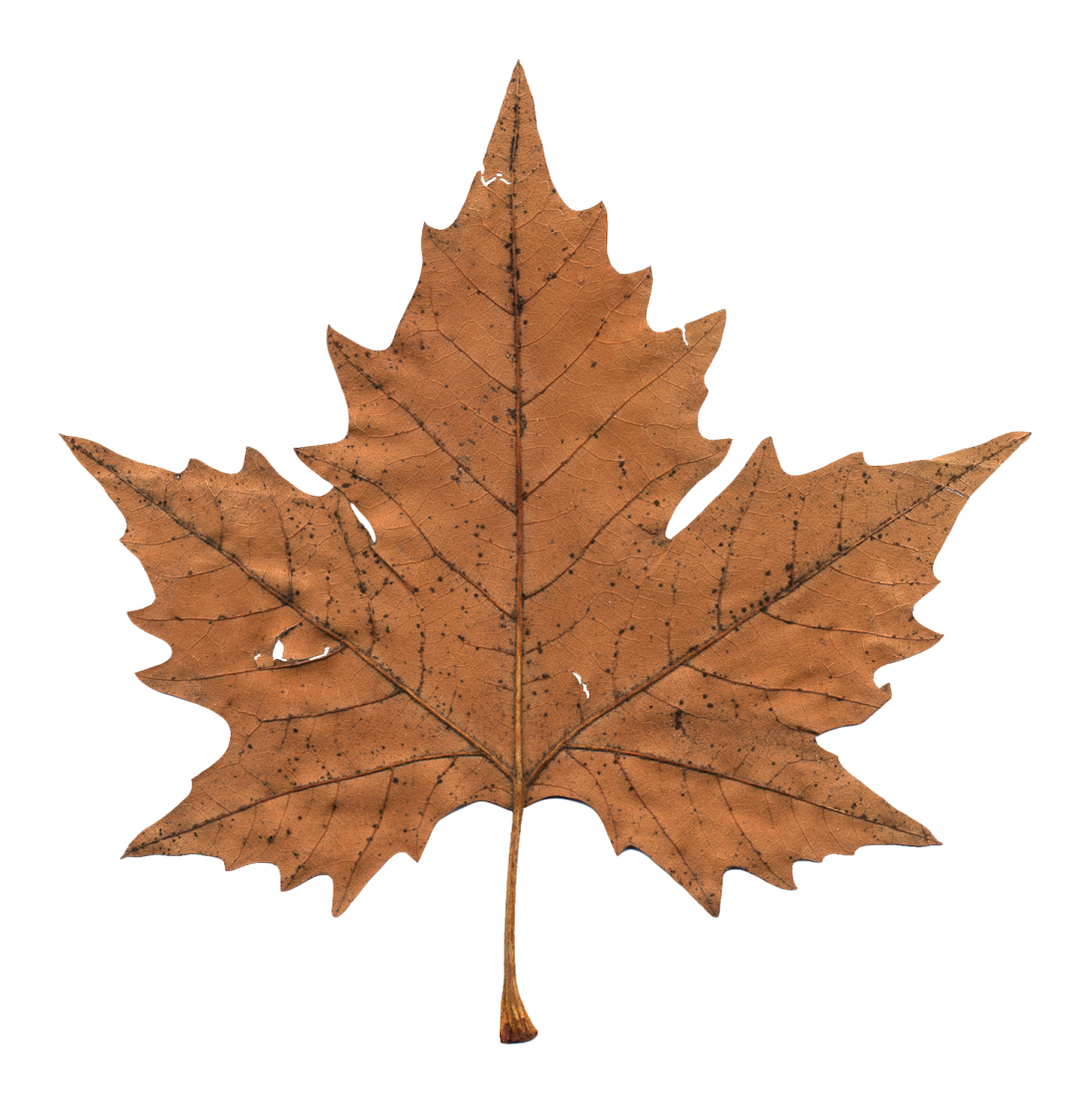 a brown maple leaf on a white background