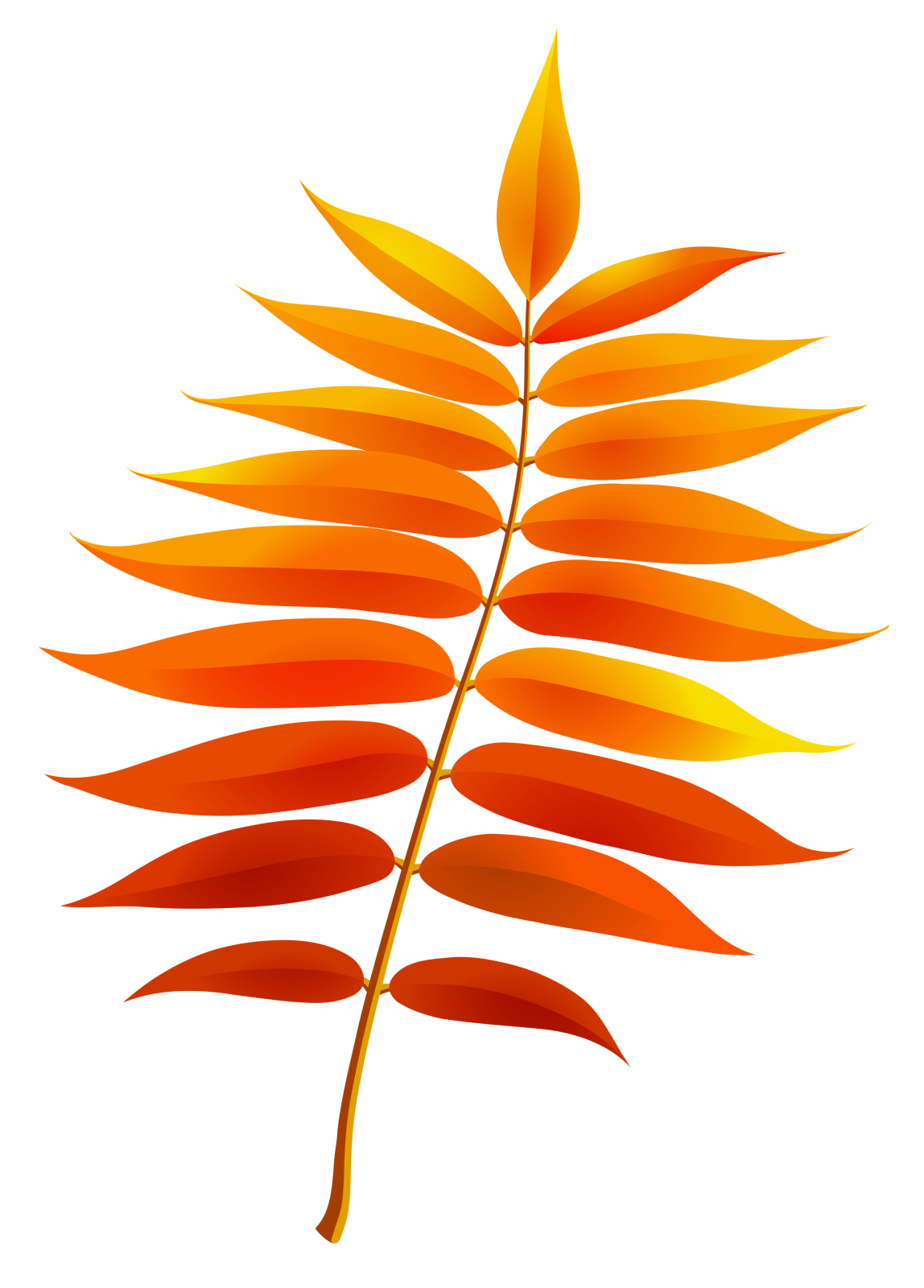 an orange leaf on a white background