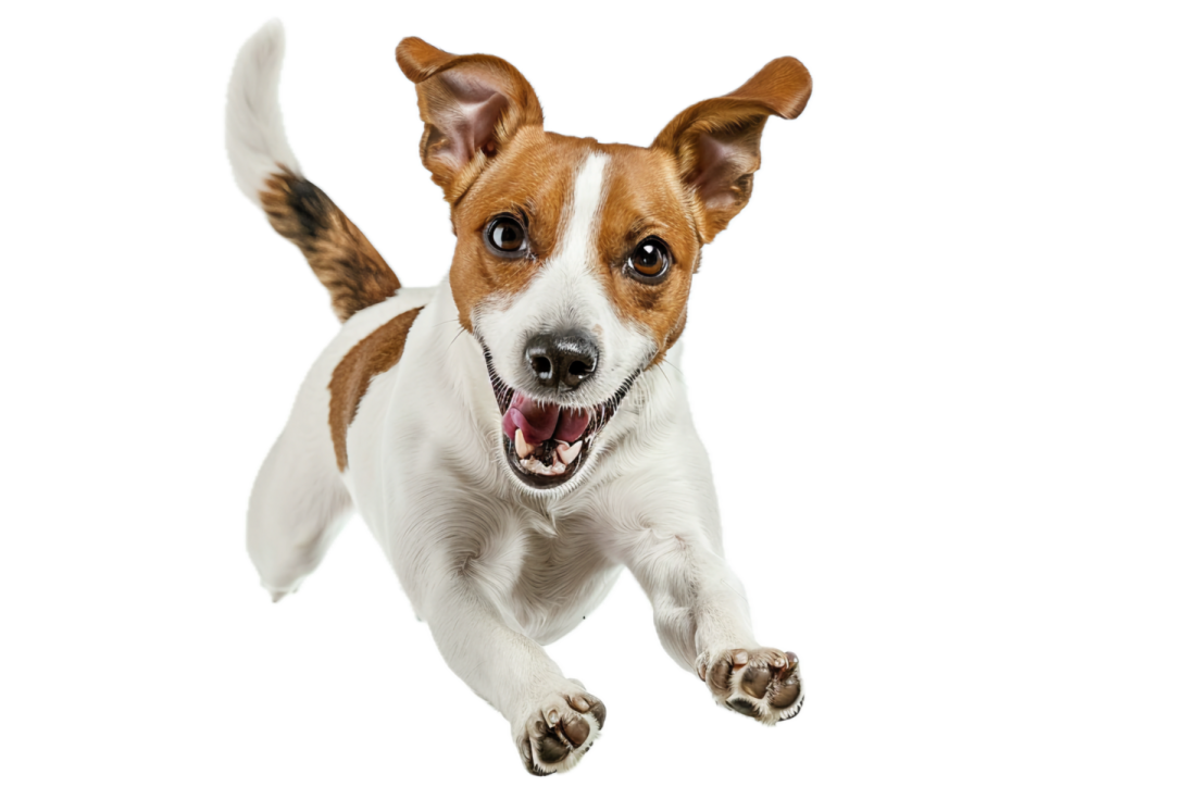 a small brown and white dog running with its mouth open