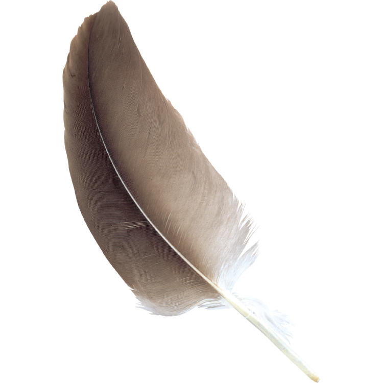 a brown feather on a white background