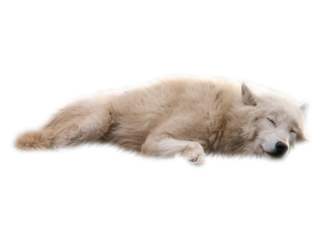 a white wolf laying down on the ground