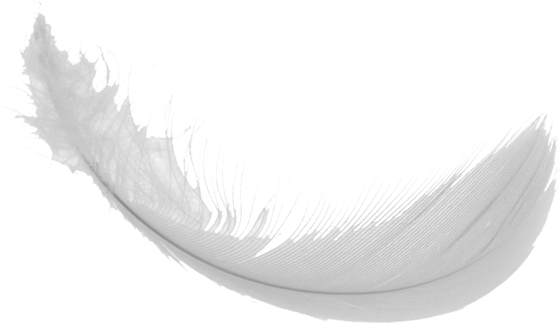 white feather on a white background