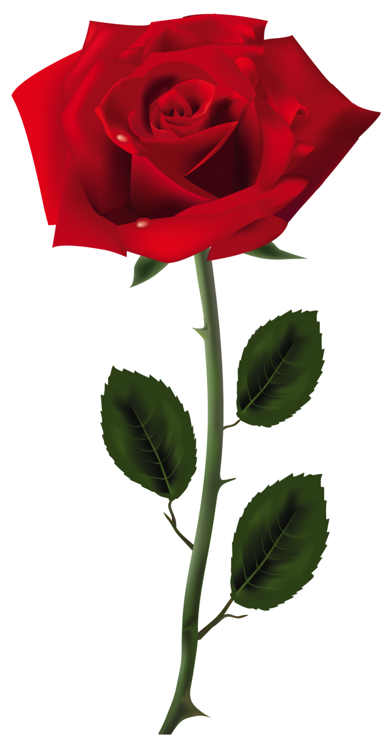 a red rose on a white background