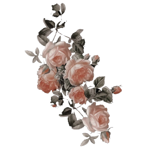a bunch of pink roses on a white background