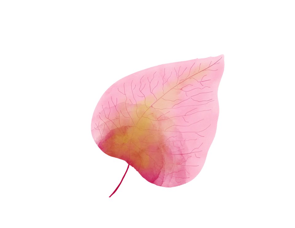 a pink leaf on a white background