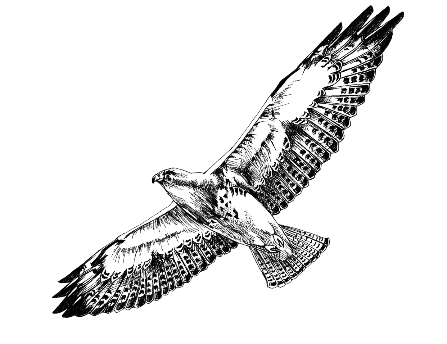 a black and white drawing of an eagle