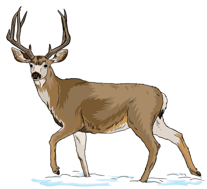 a deer standing in the snow