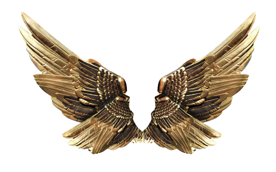 a pair of wings on a white background