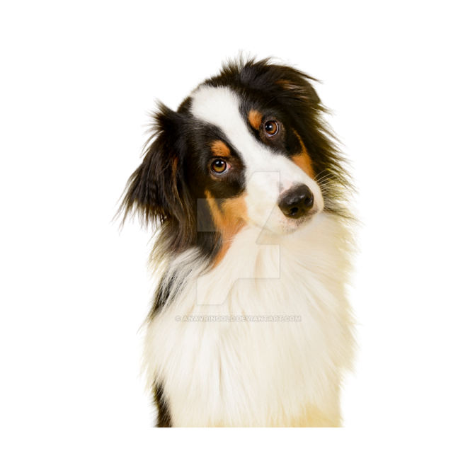 a black and white dog with long hair