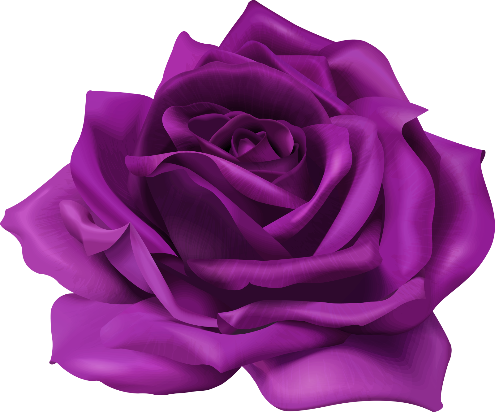a purple rose on a white background
