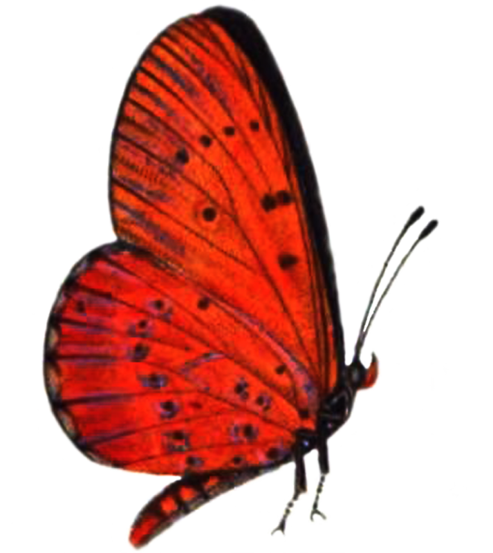 a red butterfly on a white background