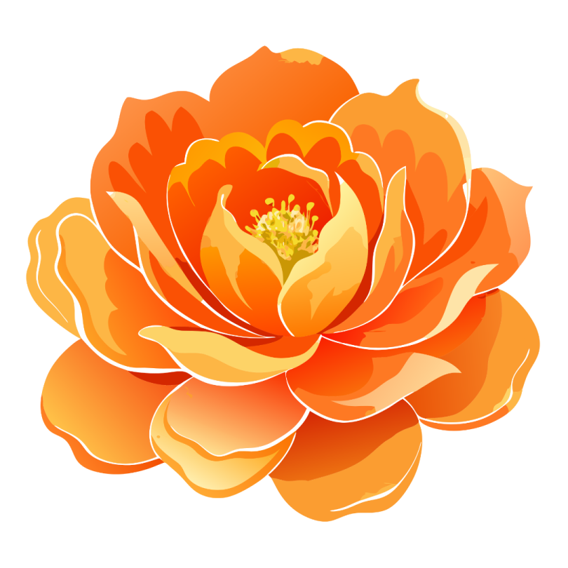 an orange flower on a white background