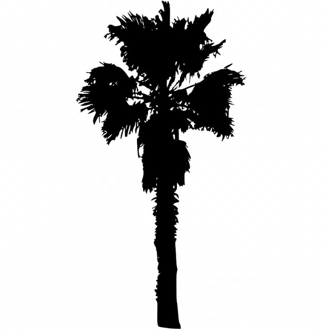 a black and white silhouette of a palm tree