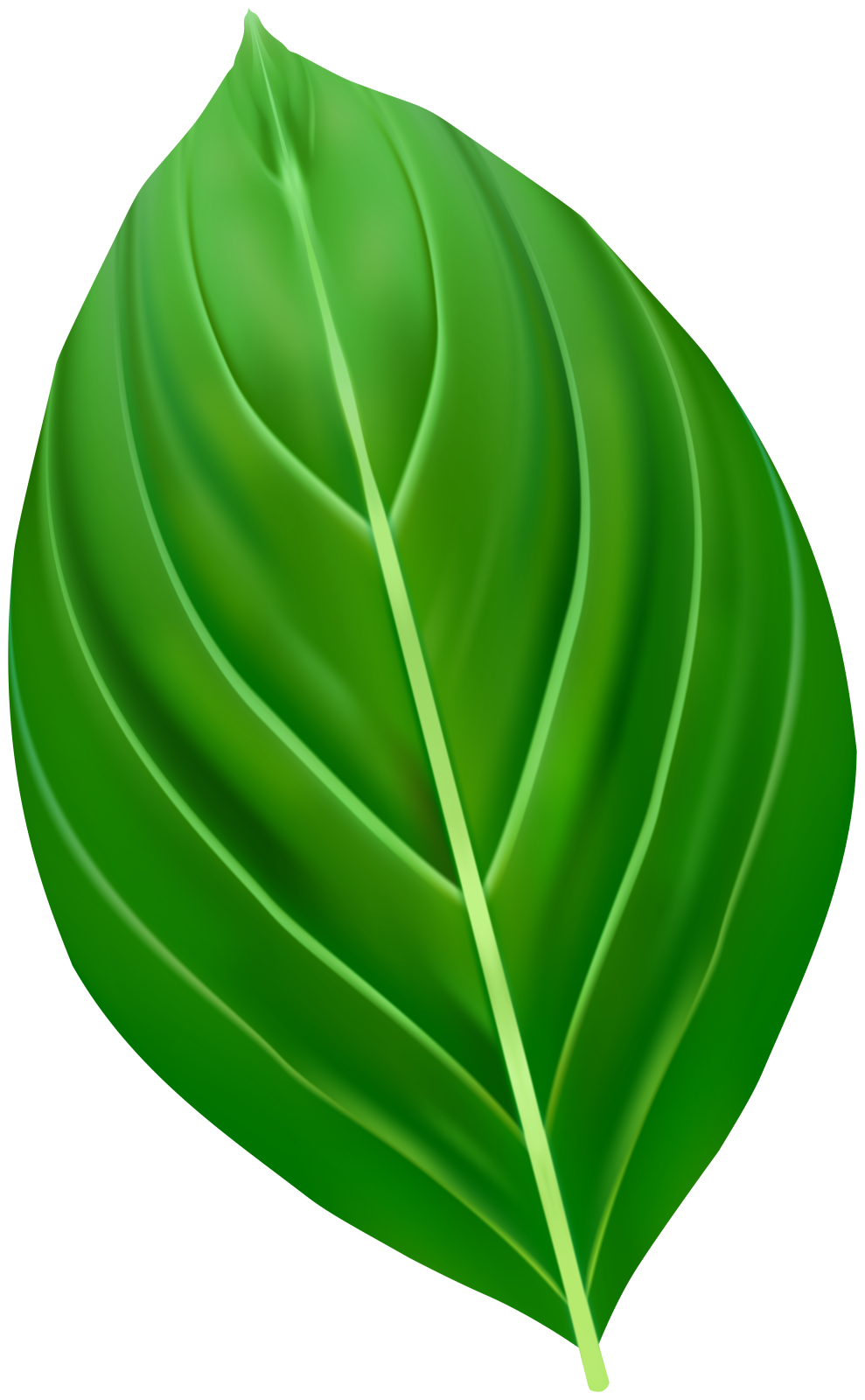 a green leaf on a white background