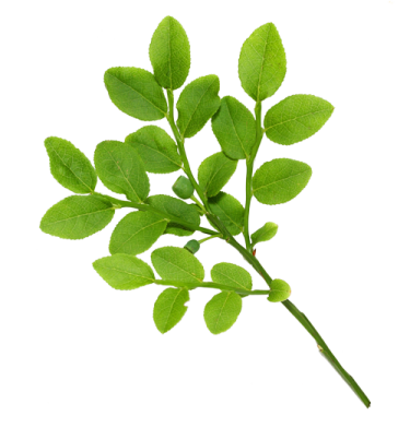 a green leaf on a white background