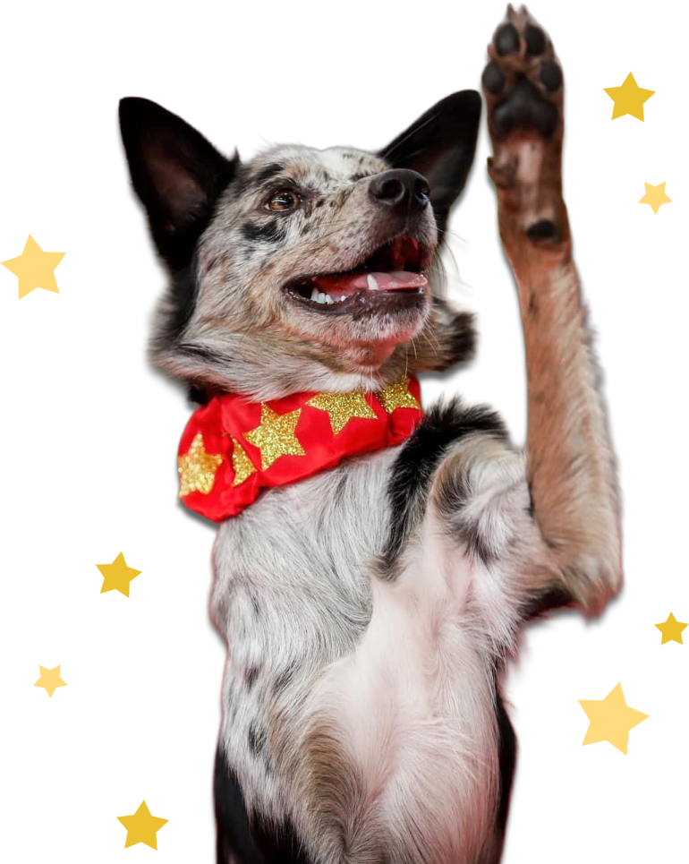 a dog with its paws up in the air