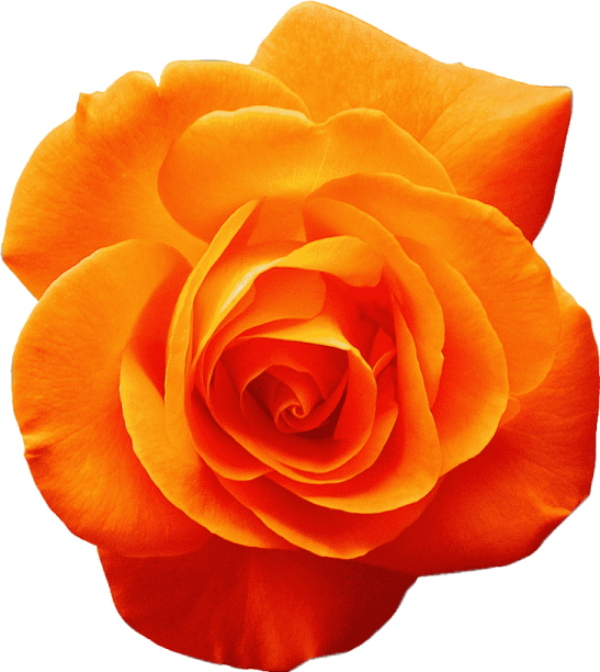 a single orange rose on a white background