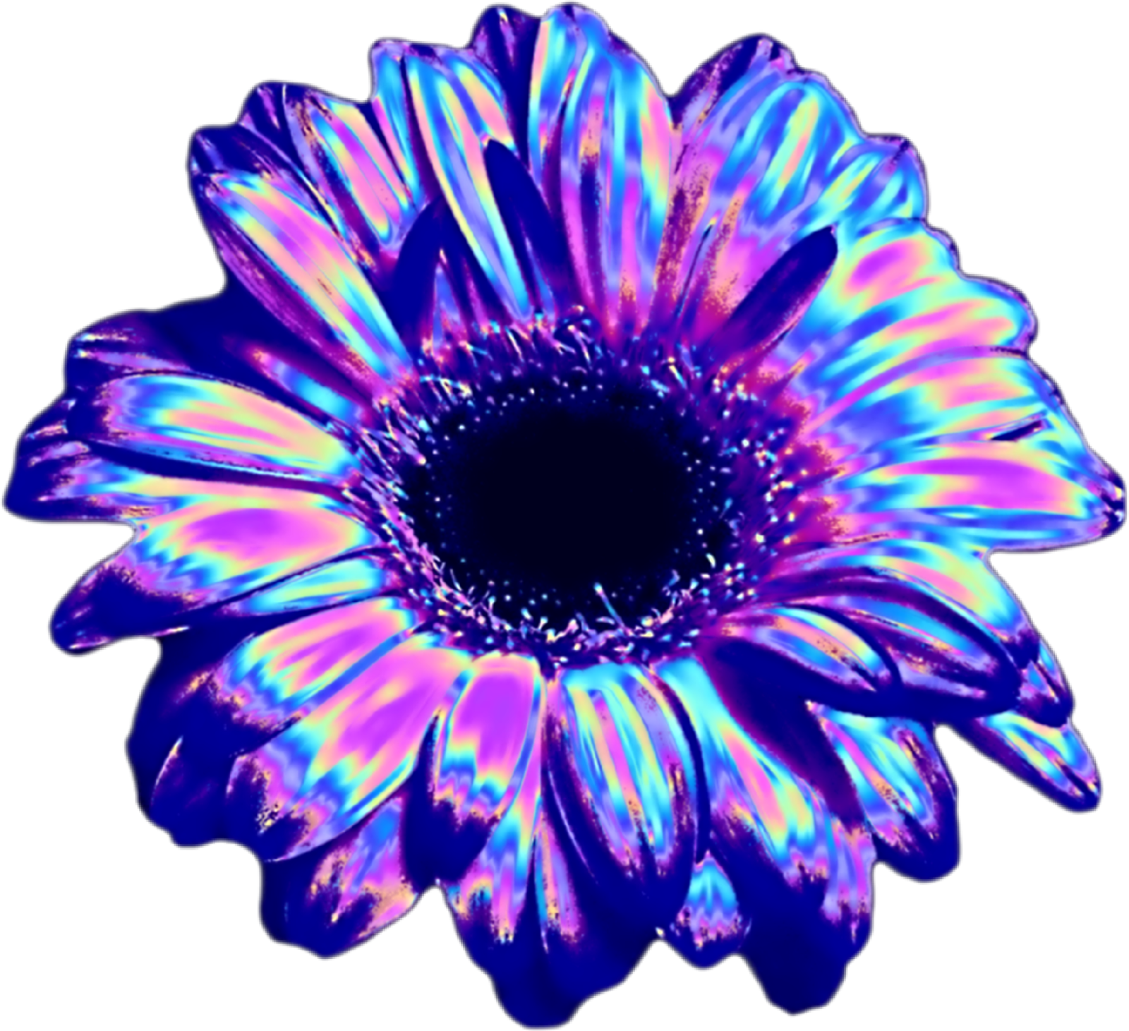 a purple flower on a white background