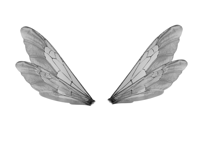 a pair of wings on a white background