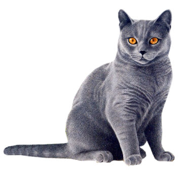a gray cat with orange eyes sitting down