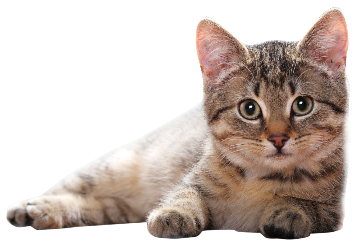 a close up of a cat laying on the floor