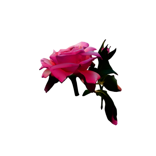 a pink rose on a white background