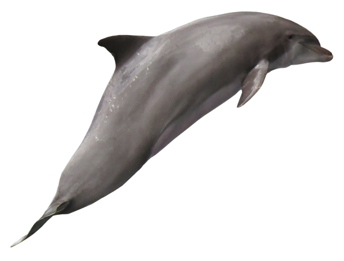 a dolphin jumping in the air on a white background