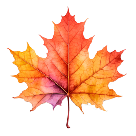 a red and yellow maple leaf