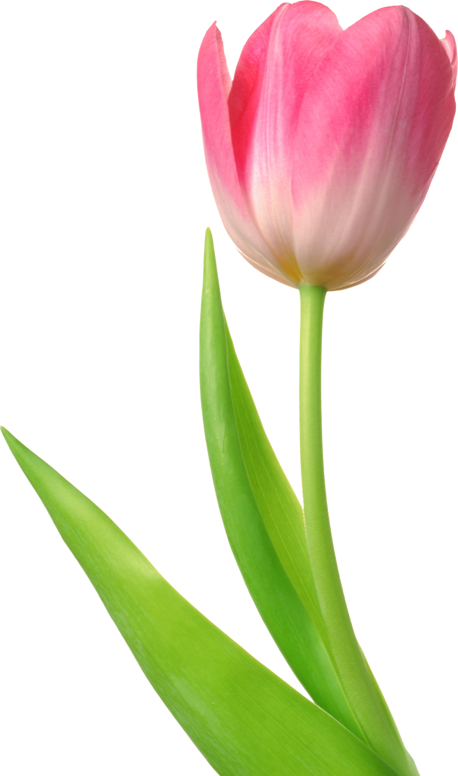 a pink flower with green leaves on it