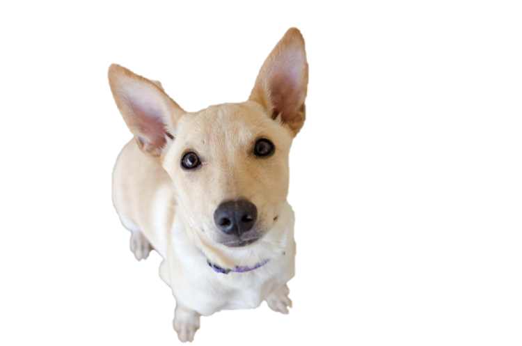 a small dog is looking up at the camera
