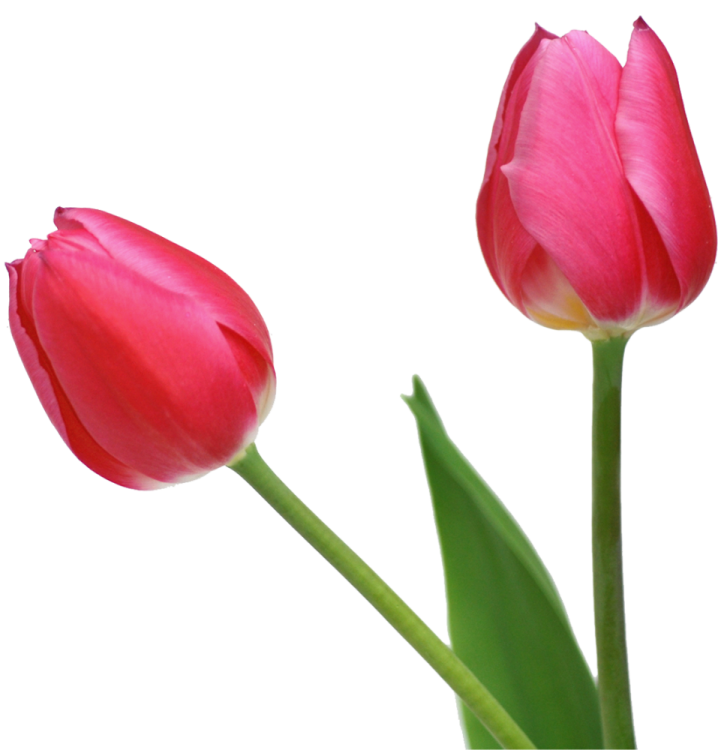 two pink tulips on white background