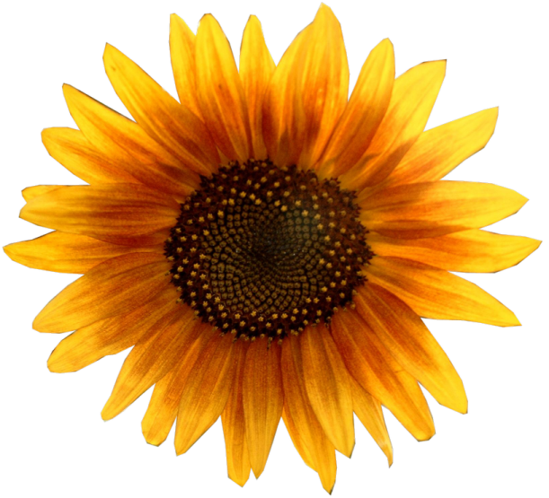 a yellow sunflower on a white background