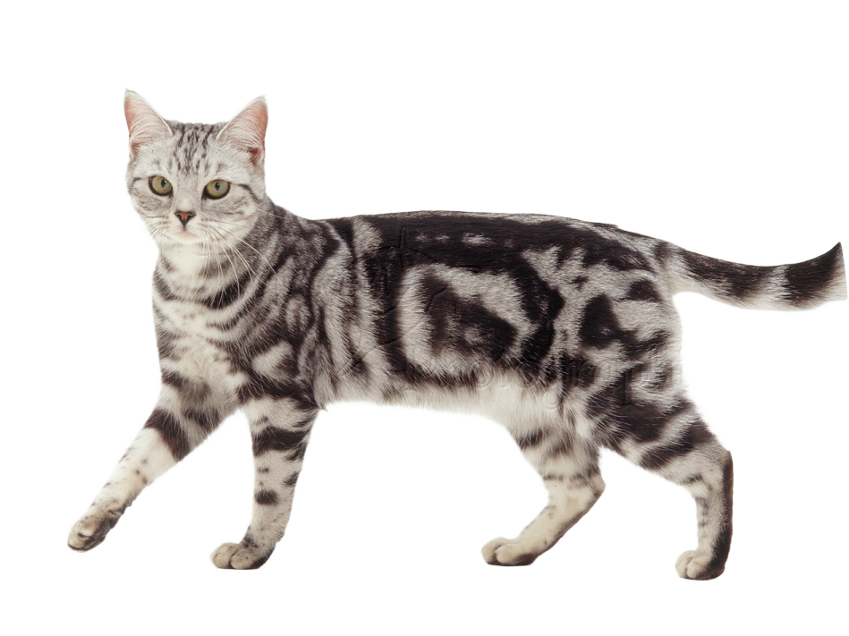 a cat with the word run on it's face