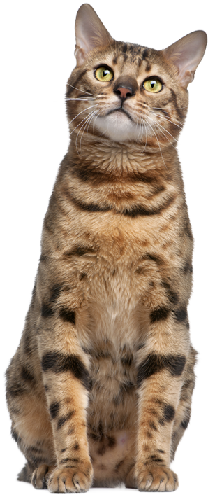 a cat sitting down looking up at the camera